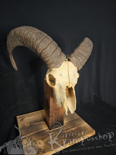 Mufflontrophäe