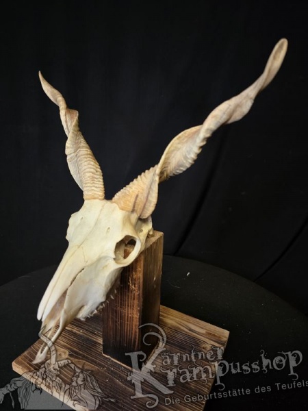 Zackelschaf Trophäe