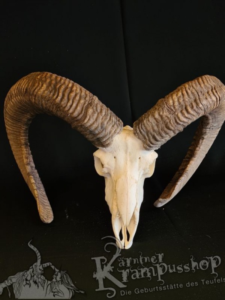 Kapitalle Mufflontrophäe