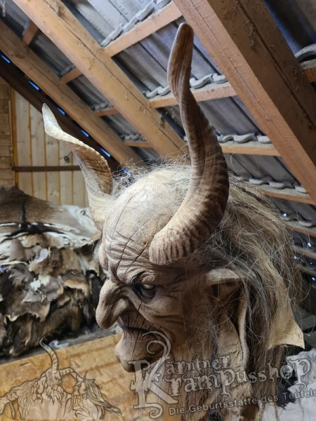 Afrikanische Widder mittlere Grösse