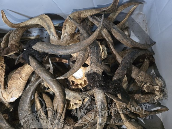 ANGEBOT Bockhörner mit Schädel Gemischt