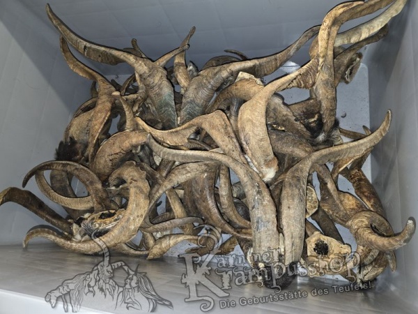 ANGEBOT Bockhörner mit Schädel Gemischt