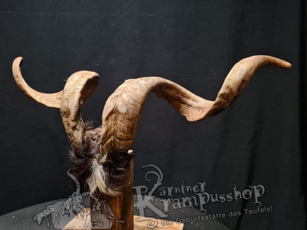 Ziegenbock mit Schädel aus der Region Apulien