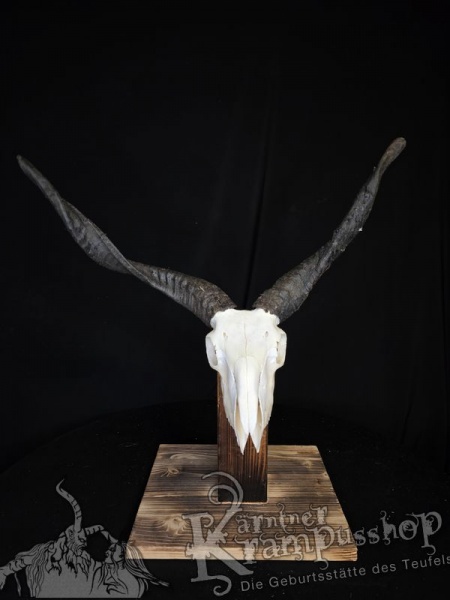 Zackelschaf Trophäe