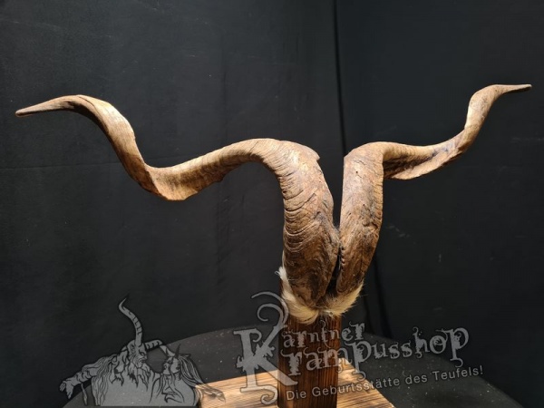 Ziegenbock mit Schädel aus der Region Apulien