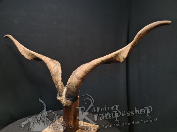 Ziegenbock mit Schädel aus der Region Apulien