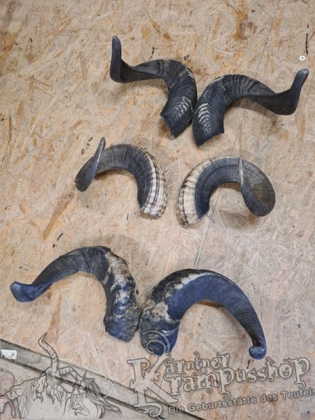 Widder Dunkel bis 60cm