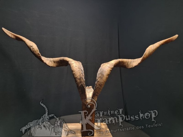 Ziegenbock mit Schädel aus der Region Apulien