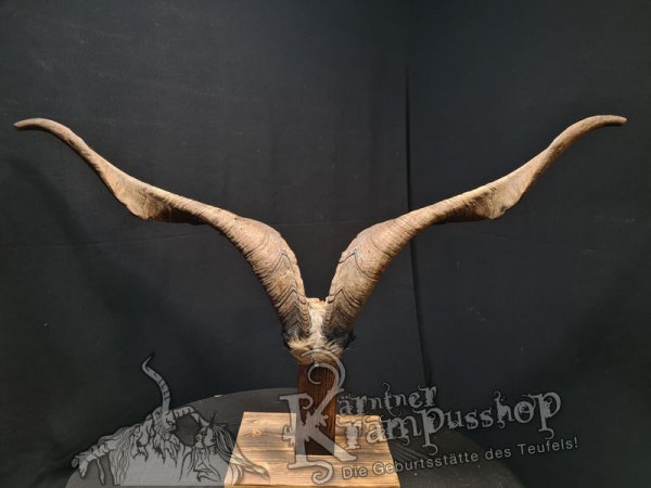 Ziegenbock mit Schädel aus der Region Apulien