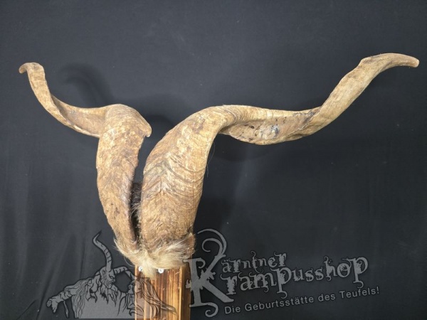 Ziegenbock mit Schädel aus der Region Apulien