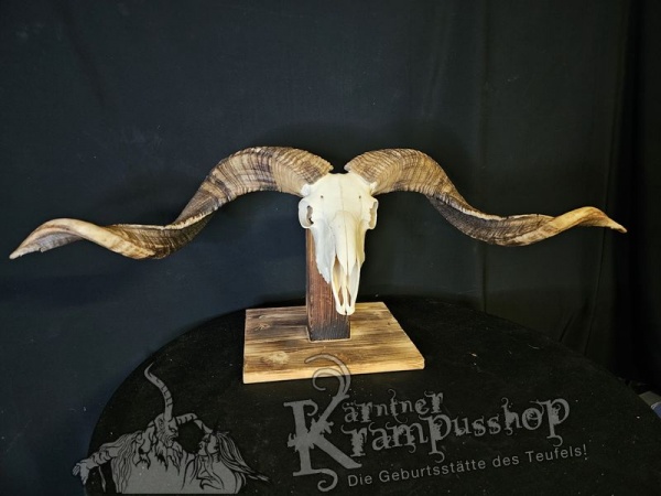 Hochland Widderhörner