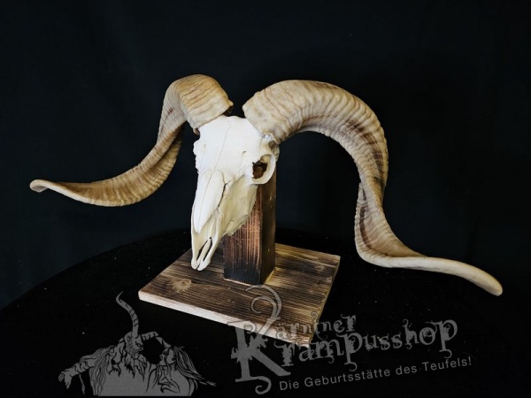 Hochland Widderhörner