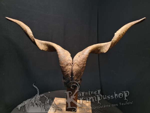 Ziegenbock mit Schädel aus der Region Apulien