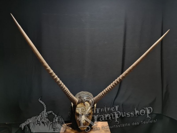 Hörner von der Orix Antilope