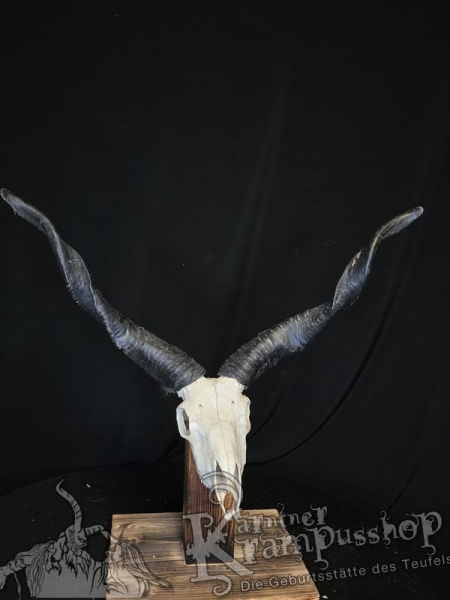 Zackelschaf Trophäe