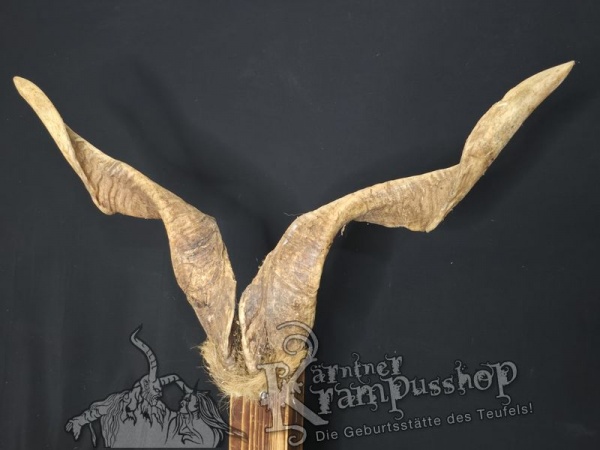 Ziegenbock mit Schädel aus der Region Apulien