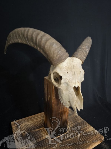 Mufflontrophäe