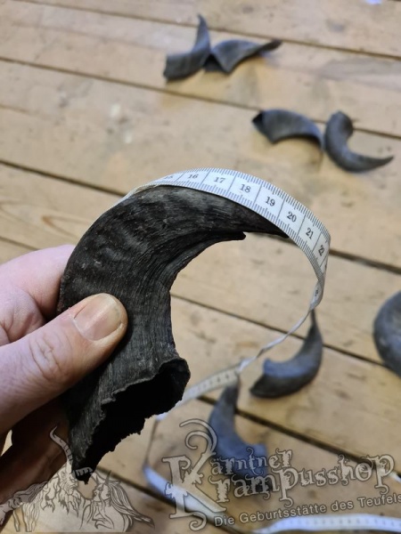 Heimische Widder Dunkel bis 20cm