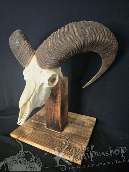 Mufflontrophäe