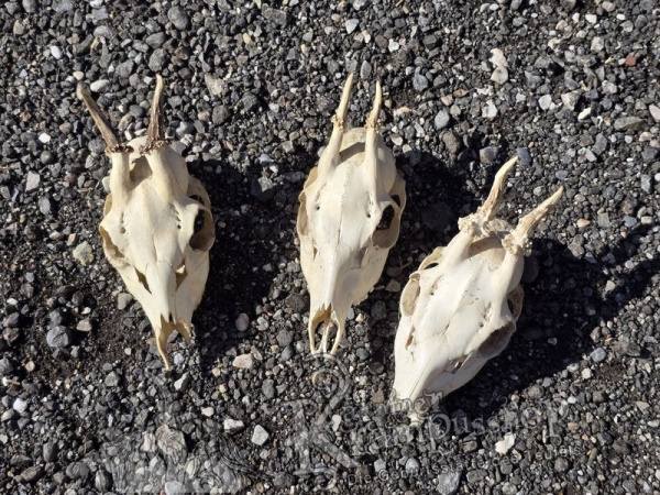 Reh Schädel mit Hörner Klein