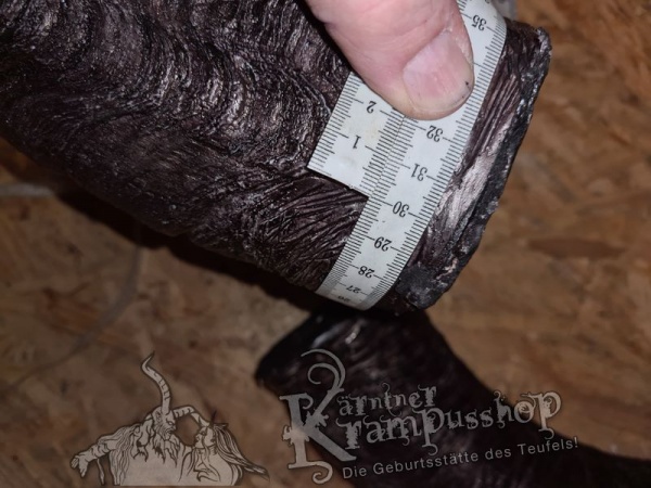 Afrikanischer Mähnenspringer Aoudad