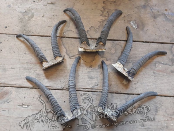 Gaiß Schädel klein