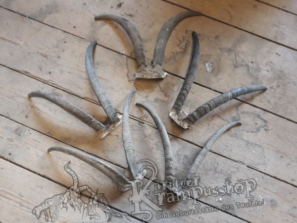 Gaiß Schädel Gross