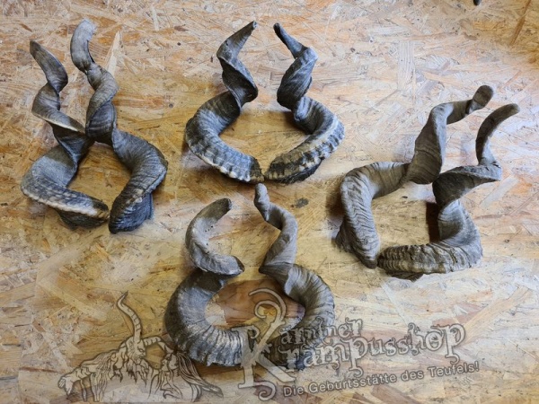 Heimische Widder NATUR Gerade gewachsen