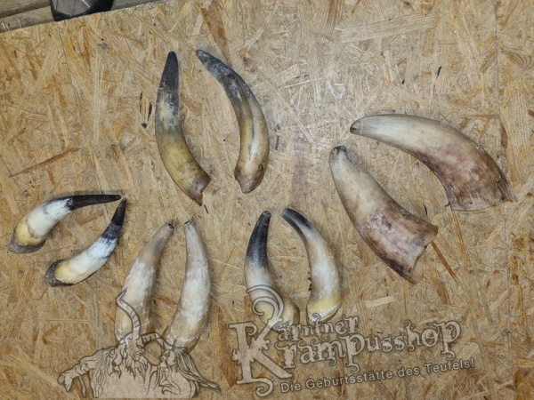 1 Paar Kuhhörner Mittel