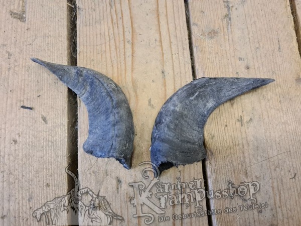 Heimische Widder Dunkel bis 20cm