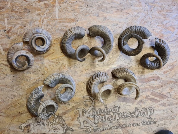 Heimische Widder NATUR Eingedreht Gewachsen