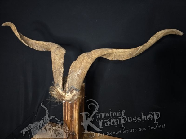 Ziegenbock mit Schädel aus der Region Apulien