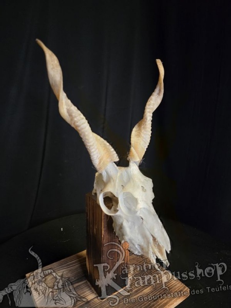 Zackelschaf Trophäe