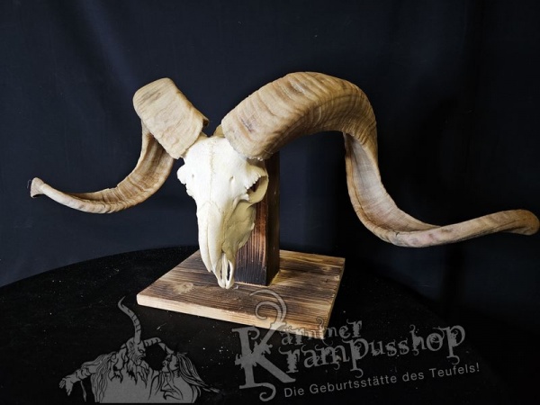 Hochland Widderhörner