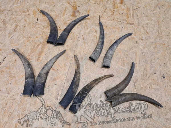 1 Paar Gaißhörner bis 35cm