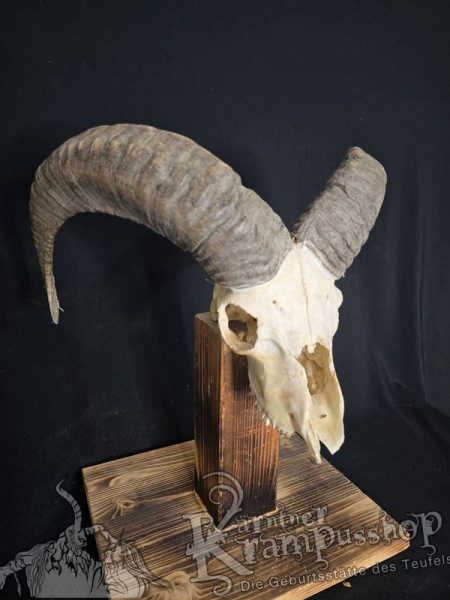 Mufflontrophäe