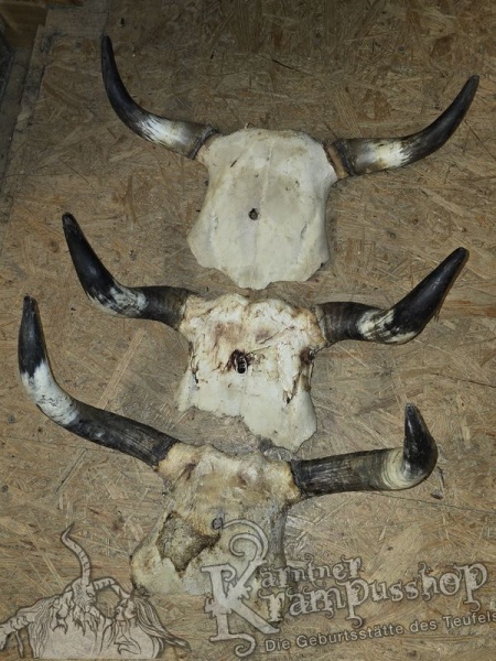 Kuhhörner mit Schädelplatte