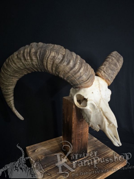Mufflontrophäe