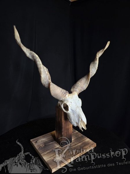 Zackelschaf Trophäe