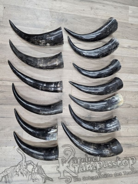 Polierte Kuhhörner Trinkhörner