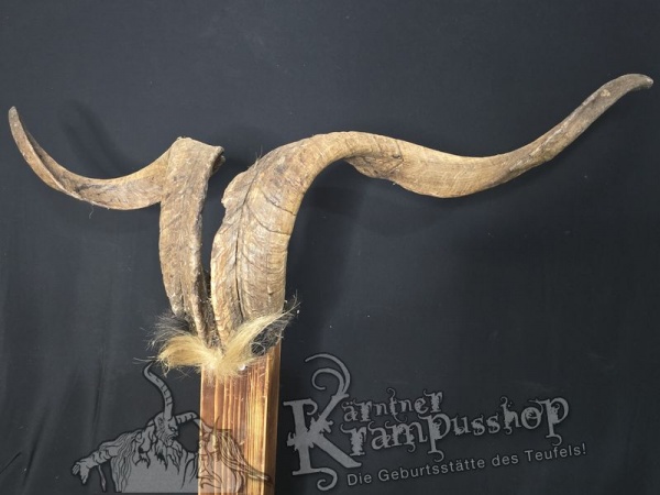 Ziegenbock mit Schädel aus der Region Apulien