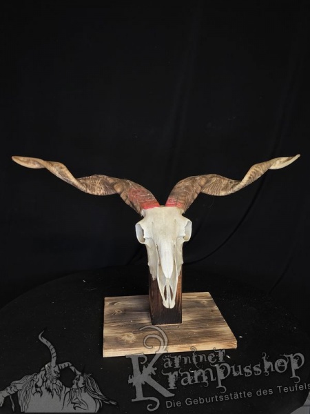 Zackelschaf Trophäe
