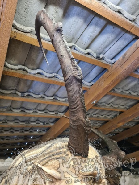 Türkischer Steinbock Bezoar Model Sidal