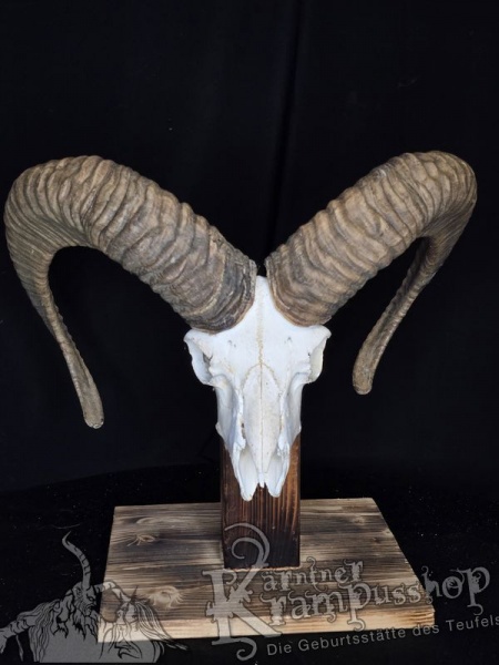 Mufflontrophäe
