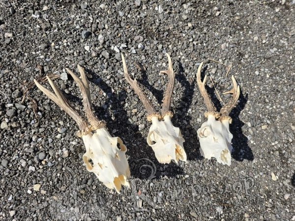 Reh Schädel mit Hörner Gross