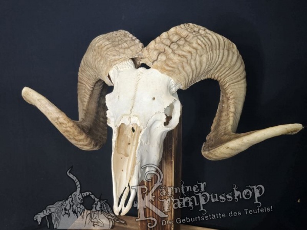 Hochland Widderhörner