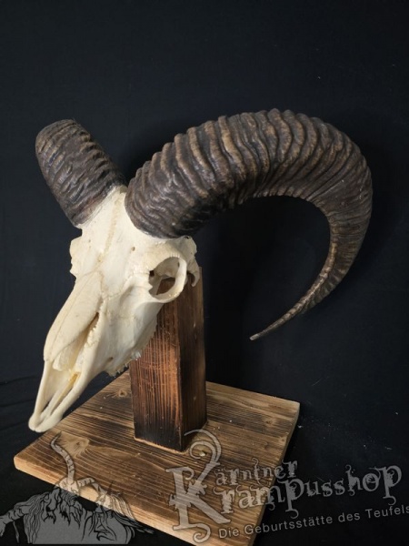 Mufflontrophäe