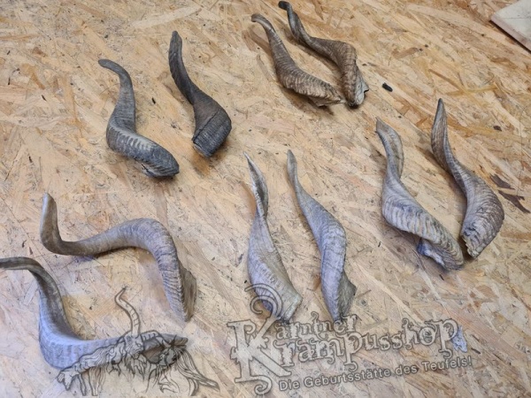 Afrikanische Widder mittlere Grösse