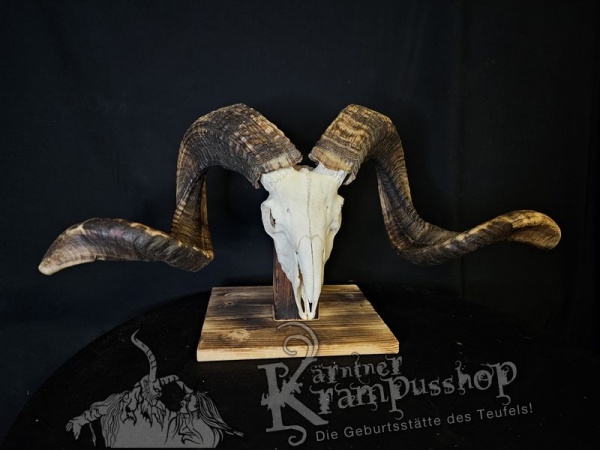 Hochland Widderhörner