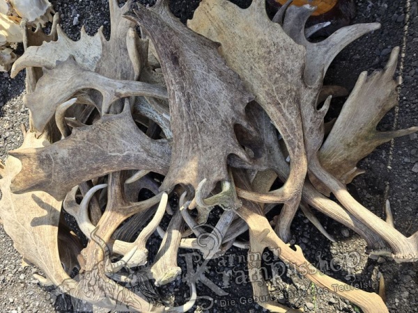 Einzelne Damhirschschaufel Gross